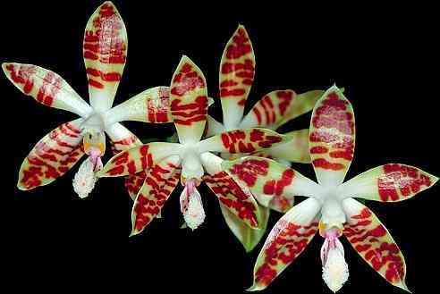 Phalaenopsis sumatrana